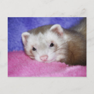 Ferret 9 postcard