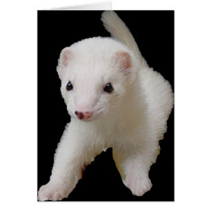Ferret Bébé Blanc