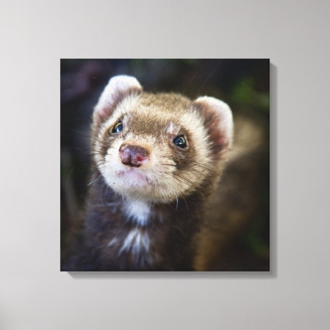 Ferret Canvas Print (Front)