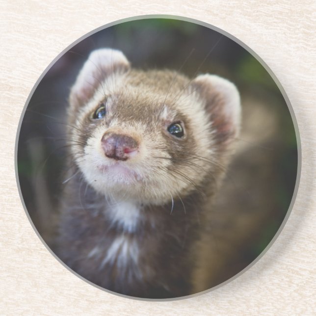 Ferret Coaster (Front)