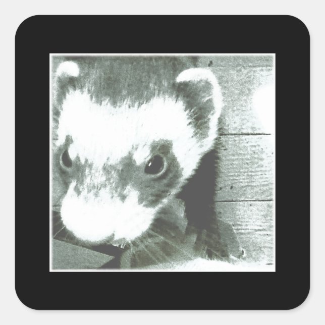Ferret Cute Picture Square Sticker (Front)