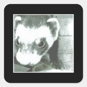 Ferret Cute Picture Square Sticker