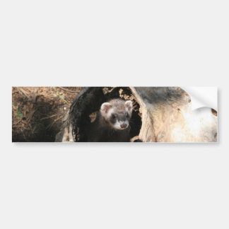 Ferret Face Bumper Sticker