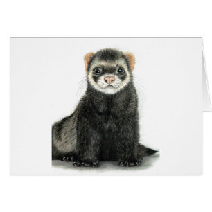 Ferret fun!