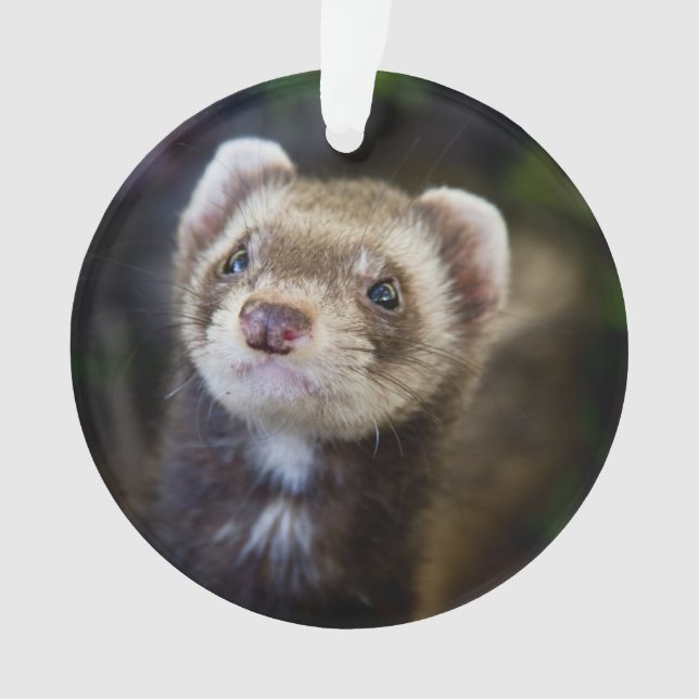 Ferret Ornament (Front)