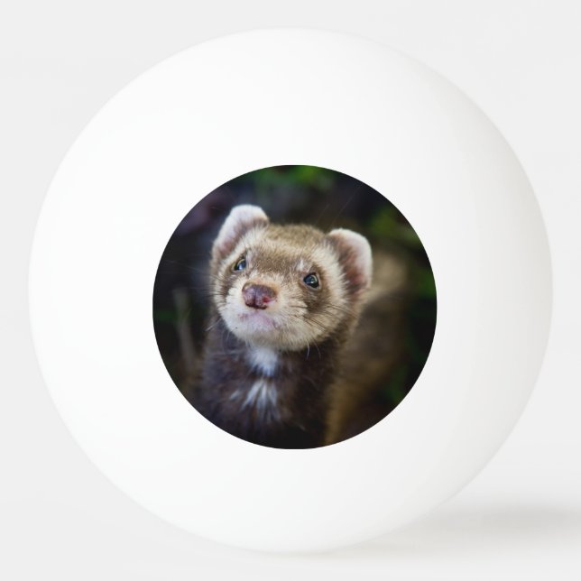Ferret Ping Pong Ball (Front)