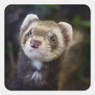 Ferret Square Sticker