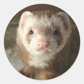 Ferret Sticker