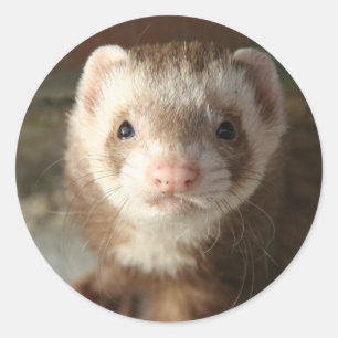 Ferret Sticker close-up