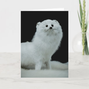 Ferret Taxidermy Mount Fine Art Photograph Card