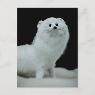 Ferret Taxidermy Mount Fine Art Photograph Postcard