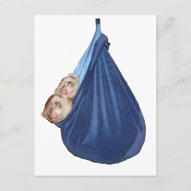 Ferrets In A Sleeping Bag Postcard (Front)