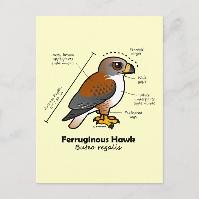 Ferruginous Hawk Statistics Postcard (Front)