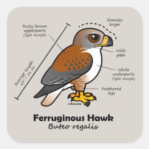 Ferruginous Hawk Statistics Square Sticker