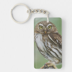 Ferruginous Pygmy-Owl, Glaucidium brasilianum, 3 Keychain