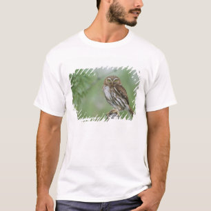 Ferruginous Pygmy-Owl, Glaucidium brasilianum, 3 T-Shirt