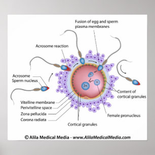 Fertilization  labelled diagram poster