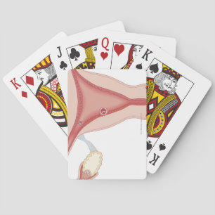 Fertilized Egg Becoming Embryo Playing Cards