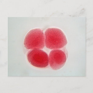 Fertilized egg cell under the microscope postcard
