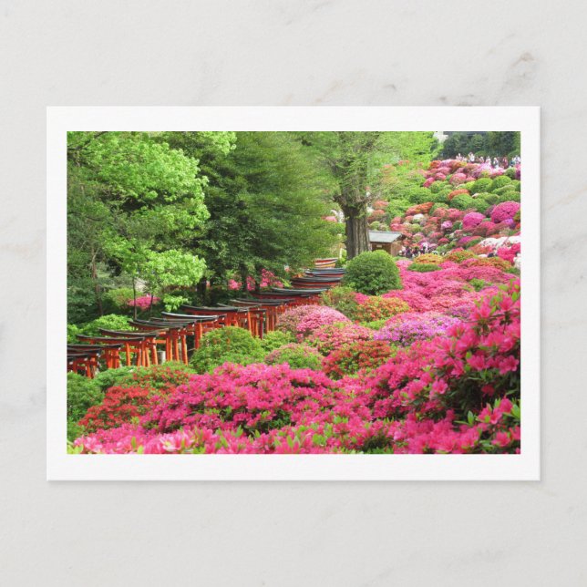 Festival Azalea : Nezu Shrine, Carte postale japon (Devant)