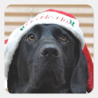 Festive Black Labrador Square Sticker