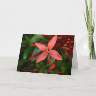 Festive Christmas Ixora Blossom Holiday Card