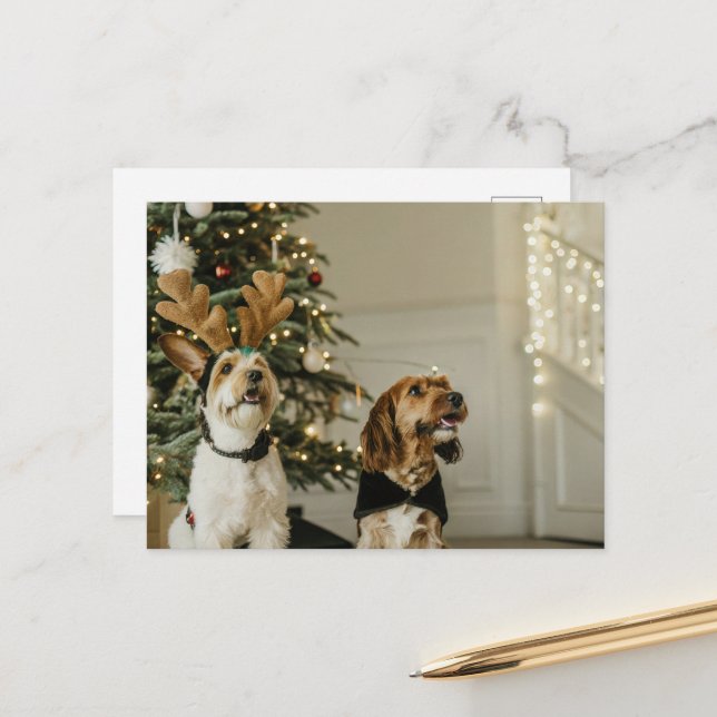 Festive Noël Chiens de vacances Cheer Carte postal (Devant/Arrière en situation)