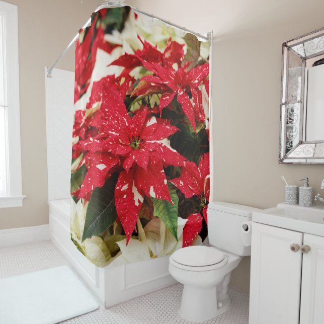 Festive Red White Floral Poinsettias (In Situ)