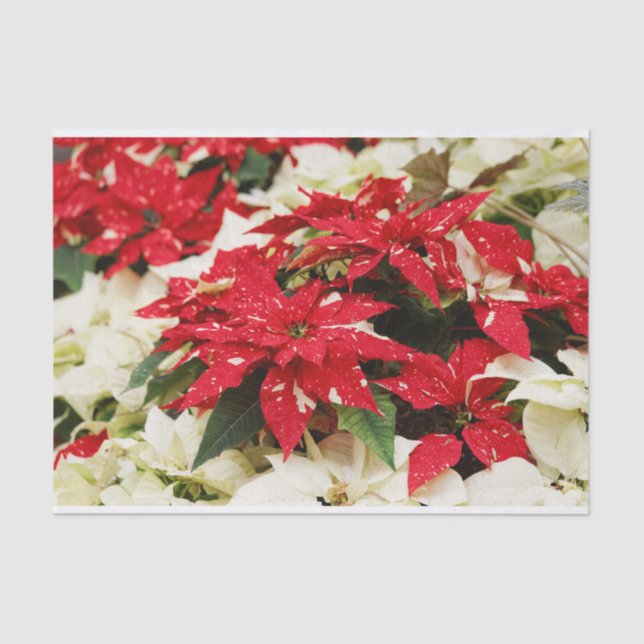 Festive Red White Floral Poinsettias Tissue Paper (Front)