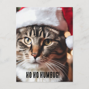 Festive Tabby Postcard