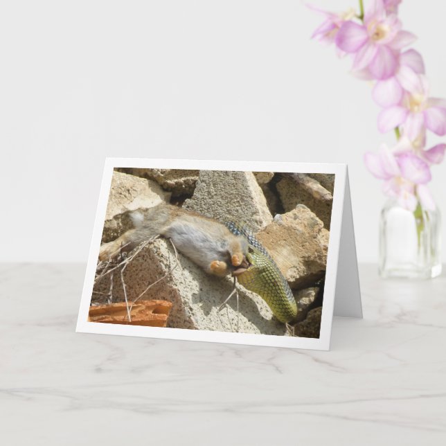 Fête du serpent de Montpellier sur carte de lapin (Orchidée)