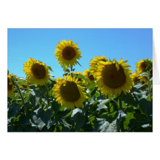 Fête du tournesol — Carte