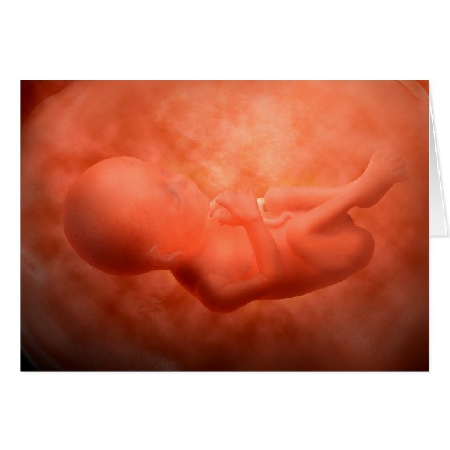 Fetus Development At 24 Weeks (Front Horizontal)