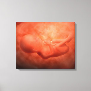 Fetus Development At 24 Weeks Canvas Print