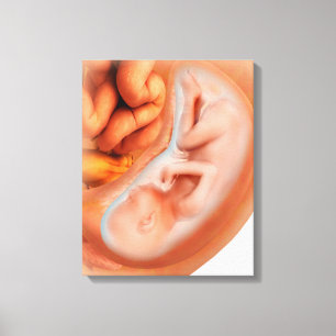 Fetus Development At 36 Weeks Canvas Print
