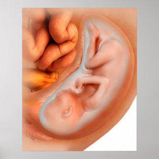 Fetus Development At 36 Weeks Poster