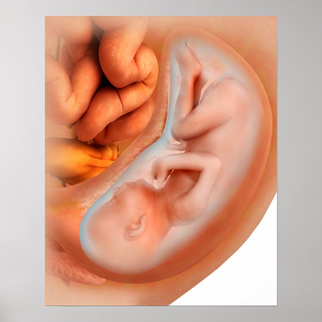 Fetus Development At 36 Weeks Poster (Front)