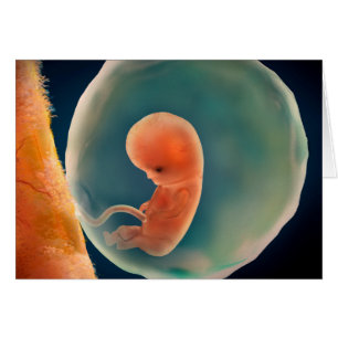 Fetus Development At 9 Weeks