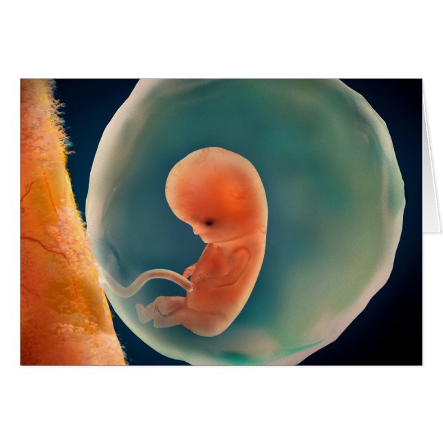Fetus Development At 9 Weeks (Front Horizontal)