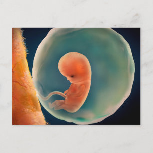 Fetus Development At 9 Weeks Postcard
