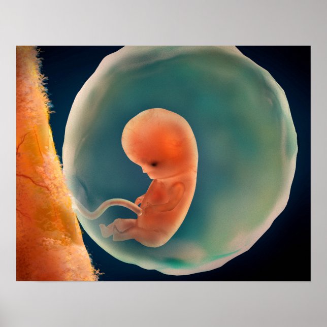 Fetus Development At 9 Weeks Poster (Front)
