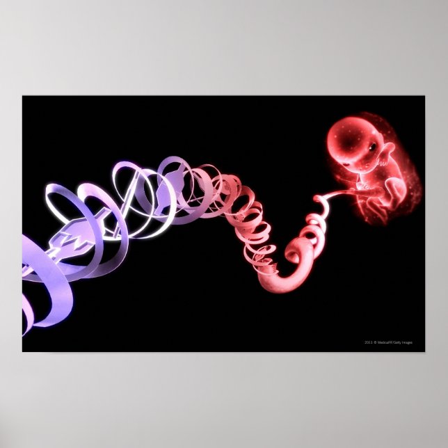 Fetus with an umbilical cord made of DNA strands Poster (Front)
