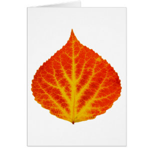 Feuille d'Aspen rouge et jaune #10