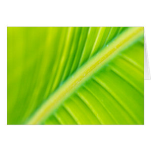 feuille de bananier vert
