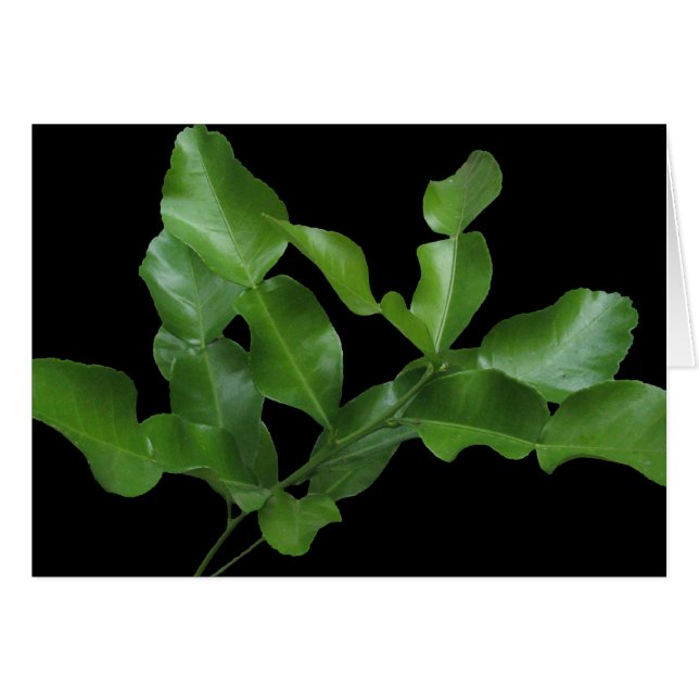 Feuille de chaux de Kaffir (Devant horizontal)