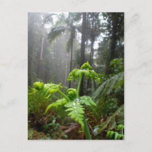 Feuille de forêt tropicale avec la carte postale