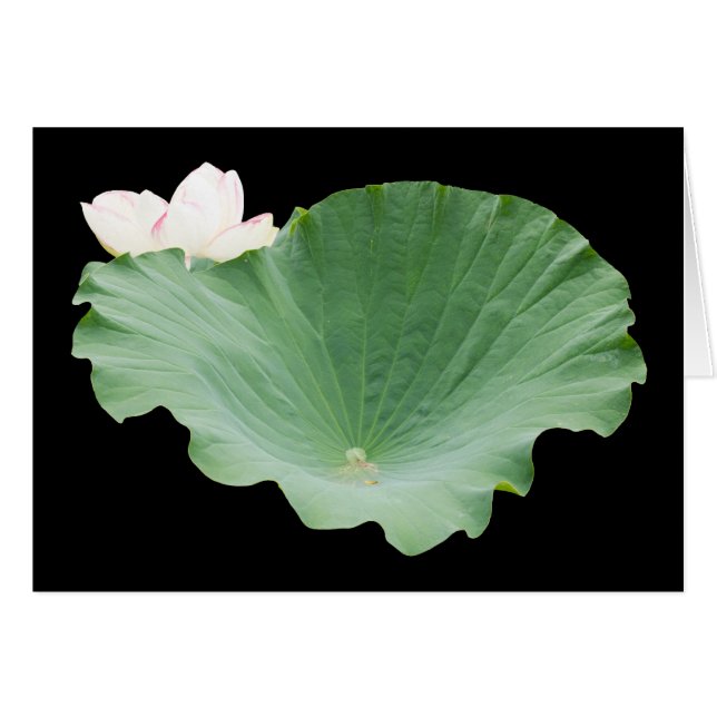 Feuille de Lotus géante en fleur (Devant horizontal)