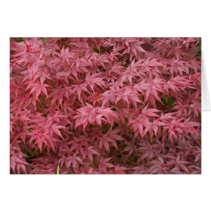 feuille de palmatum d'acer