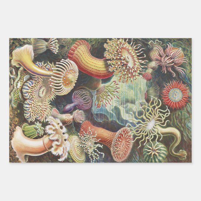 Feuille De Papier Cadeau Anémones de mer, Actiniae Seeanemonen Ernst Haecke (Devant)