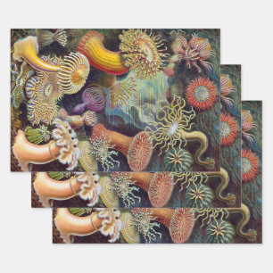Feuille De Papier Cadeau Anémones de mer vintage, Actiniae par Ernst Haecke